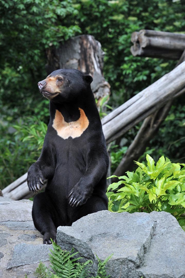 Sun bear Rotana sitting upright behind a small rock looking to the left. IMAGE: Amy Middleton 2022